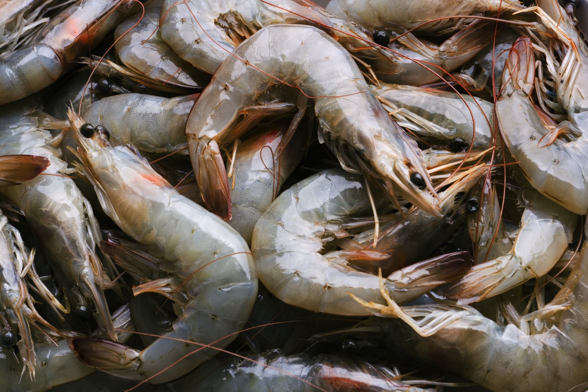 Aquaculture results-Shrimp