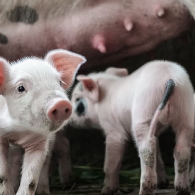 Livestock results-Pig