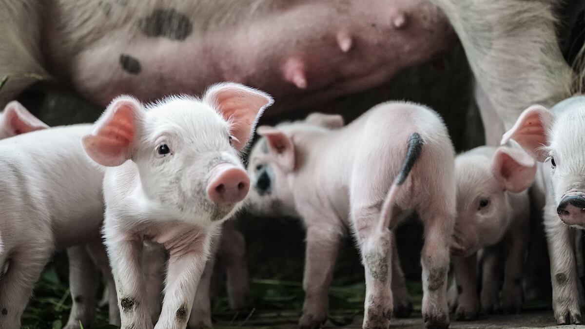 畜產保育豬試驗成果