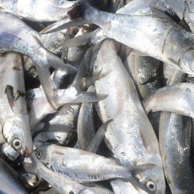 水產保育魚試驗成果